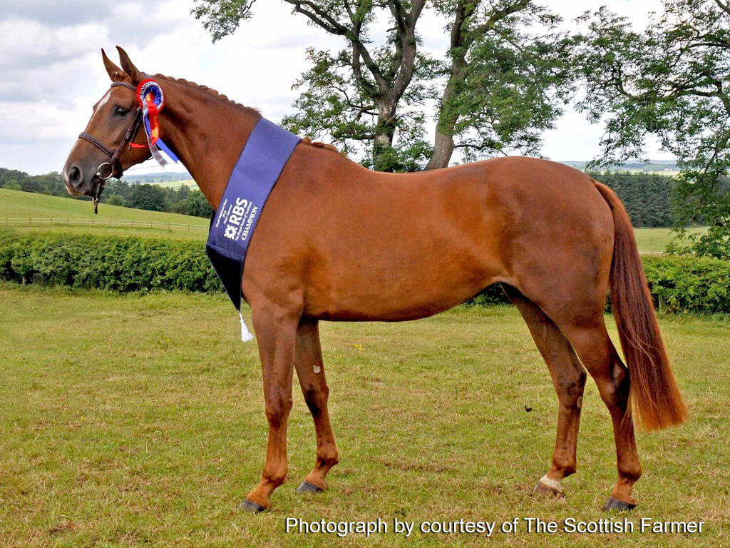 RHSsportsHorseIHchAnderson