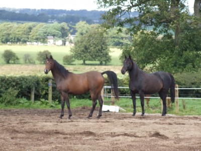 livery azizi and mouse in turnout